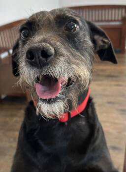 Rescue Wirehaired Terrier and Black Labrador Retriever Dogs for Adoption in Lawrenceville, Georgia - Franki | PetCurious