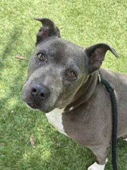 Skippy - 1 -  Pit Bull Terrier and Mixed Breed Dog for Adoption in Daytona Beach, Florida - Skippy - 1 | PetCurious