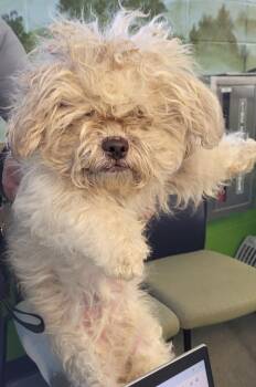 Shih Tzu Dogs Available for Adoption - Pen 236c  Coco Carson | PetCurious