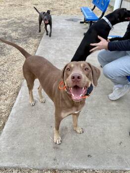 Doberman Pinscher and German Shorthaired Pointer Dogs Available for Adoption - Beaux | PetCurious