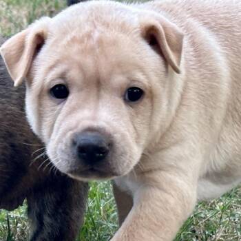 Mixed Breed Dogs Available for Adoption - Pearl  | PetCurious