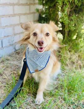 Royal -  Chihuahua and Pomeranian Dog for Adoption in Tulsa, Oklahoma - Royal | PetCurious