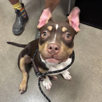 Ham -  Staffordshire Bull Terrier Dog for Adoption in Phoenix, Arizona - Ham | PetCurious