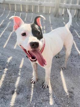 Little Bit -  Mixed Breed Dog for Adoption in Muskegon, Michigan - Little Bit | PetCurious