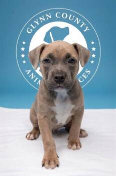 NOVA -  Staffordshire Bull Terrier and Mixed Breed Dog for Adoption in Brunswick, Georgia - NOVA | PetCurious