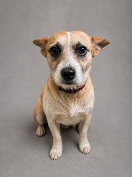 Frito -  Terrier Dog for Adoption in Hardeeville, South Carolina - Frito | PetCurious