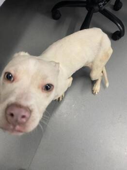 Mixed Breed Dogs Available for Adoption - Aqua | PetCurious