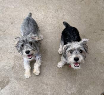 Paco & Taco -  Miniature Schnauzer Dog for Adoption in Hood River, Oregon - Paco & Taco | PetCurious