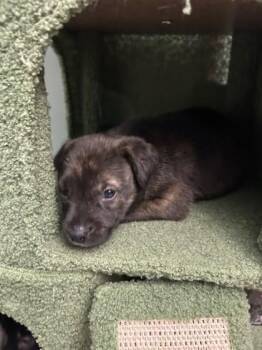 Bruno Boy -  Mixed Breed Dog for Adoption in Kansas City, Missouri - Bruno Boy | PetCurious