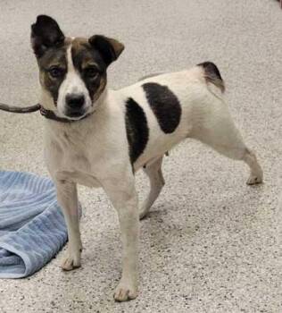 Beatrice -  Terrier and Mixed Breed Dog for Adoption in Kansas City, Missouri - Beatrice | PetCurious