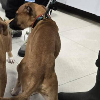 Pit Bull Terrier Dogs Available for Adoption in Newark, New Jersey - Garnet | PetCurious