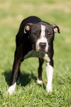 Mixed Breed Dogs Available for Adoption in West Chester, Pennsylvania - Bam Margera | PetCurious