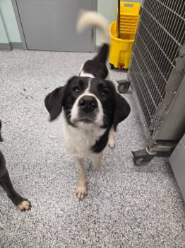 Border Collie Dogs Available for Adoption - Soda Pop | PetCurious