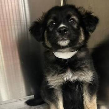 Fawn -  Mixed Breed Dog for Adoption in Knoxville, Tennessee - Fawn | PetCurious
