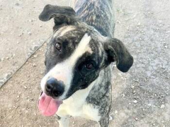 Khloe -  Mixed Breed Dog for Adoption in Georgetown, Texas - Khloe | PetCurious