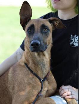 Mabel -  Belgian Shepherd Malinois and Doberman Pinscher Dog for Adoption in Bothell, Washington - Mabel | PetCurious