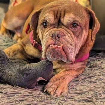 English Bulldog Dogs Available for Adoption in Chicago, Illinois - Fetty | PetCurious