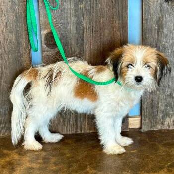 DAWSON 425 -  Terrier Dog for Adoption in New Berlin, Wisconsin - DAWSON 425 | PetCurious