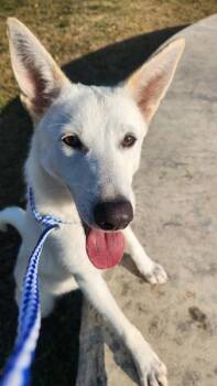 German Shepherd Dog Dogs Available for Adoption - Cloud | PetCurious
