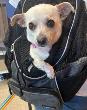 Chihuahua Dogs Available for Adoption - Aubergine | PetCurious