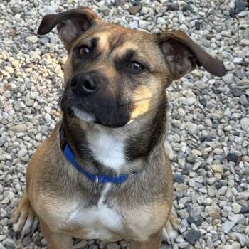 Pixie -  Black Mouth Cur and Shepherd Dog for Adoption in Libertyville, Illinois - Pixie | PetCurious