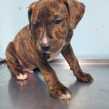 Toffee -  Pit Bull Terrier Dog for Adoption in Jefferson City, Tennessee - Toffee | PetCurious