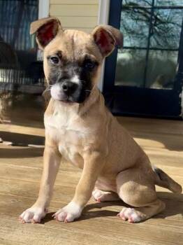 Boxer and Labrador Retriever Dogs Available for Adoption in Monroe, North Carolina - Charlie | PetCurious