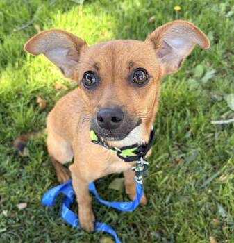 Ruby -  Chihuahua Dog for Adoption in Dublin, California - Ruby | PetCurious