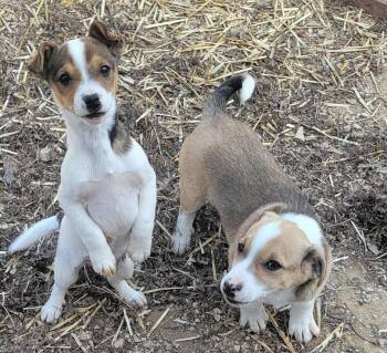 Jack Russell Terrier and Corgi Dogs Available for Adoption in Richland Center, Wisconsin - Two Boy Puppies | PetCurious