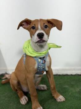 Zeus-One of our Amazing Rescue Dogs -  Basenji and Mountain Cur Dog for Adoption in Carlsbad, California - Zeus-One Of Our Amazing Rescue Dogs | PetCurious