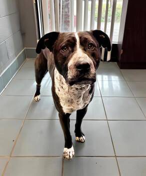 Sam I Am -  Mixed Breed Dog for Adoption in Nashville, Tennessee - Sam I Am | PetCurious