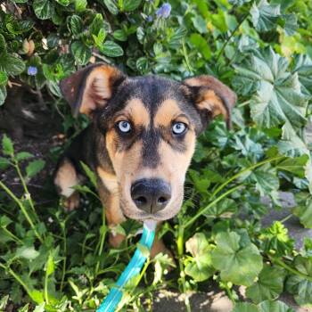 Sheep Dog and Catahoula Leopard Dog Dogs Available for Adoption - Sinatra | PetCurious