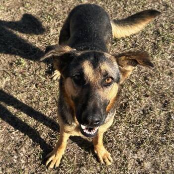 Rescue German Shepherd Dog Dogs for Adoption in Valdosta, Georgia - Biscuit | PetCurious
