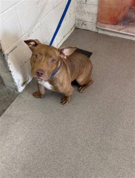 BAE BAE -  Pit Bull Terrier Dog for Adoption in San Bernardino, California - BAE BAE | PetCurious