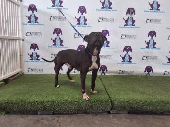 Pit Bull Terrier Dogs Available for Adoption - THEOREM | PetCurious