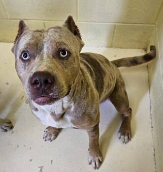 Cane -  Catahoula Leopard Dog and Mixed Breed Dog for Adoption in Sherwood, Arkansas - Cane | PetCurious