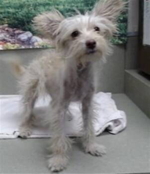 Terrier and Mixed Breed Dogs Available for Adoption in Moreno Valley, California - A550423 | PetCurious