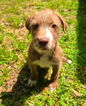 Terrier and Schnoodle Dogs Available for Adoption in Glocester, Rhode Island - Monterey | PetCurious