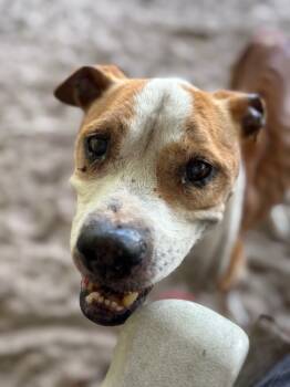 Rescue Mixed Breed Dogs for Adoption in St. Augustine, Florida - Trooper | PetCurious