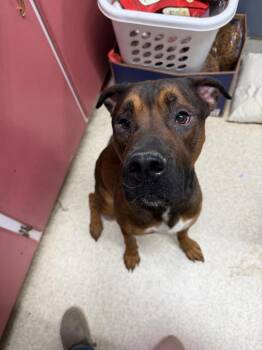 Mac -  Boxer and Mixed Breed Dog for Adoption in Virginia, Minnesota - Mac | PetCurious