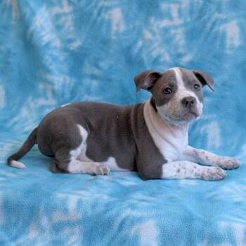 Jojo -  Mixed Breed Dog Available for Adoption in Eureka, California - Jojo | PetCurious