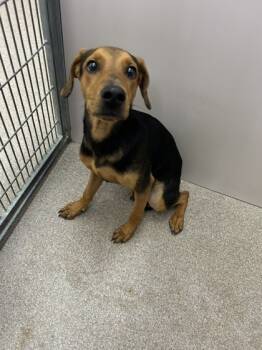 Rescue Hound and Mixed Breed Dogs for Adoption in Louisburg, North Carolina - Scout | PetCurious