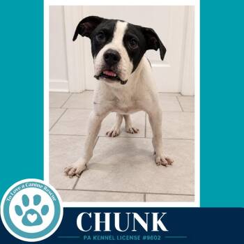 Chunk 071826 -  American Bulldog and Mixed Breed Dog for Adoption in Kimberton, Pennsylvania - Chunk 071826 | PetCurious