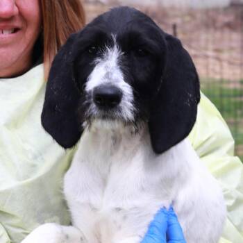 Coonhound and Golden Retriever Dogs Available for Adoption in Stormville, New York - CT Dizzy | PetCurious