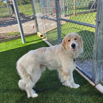 Big Gulp -  Great Pyrenees and Mixed Breed Dog for Adoption in Binghamton, New York - Big Gulp | PetCurious