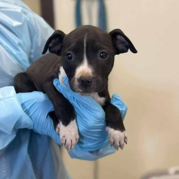 Pit Bull Terrier and Catahoula Leopard Dog Dogs Available for Adoption - Maxine | PetCurious