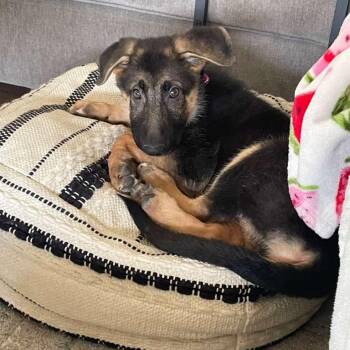 Maeve -  German Shepherd Dog and Mixed Breed Dog for Adoption in New Fairfield, Connecticut - Maeve | PetCurious