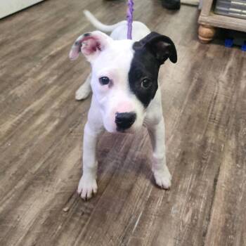 Black-eyed Pea -  Pit Bull Terrier Dog Available for Adoption in Evensville, Tennessee - Black-eyed Pea | PetCurious