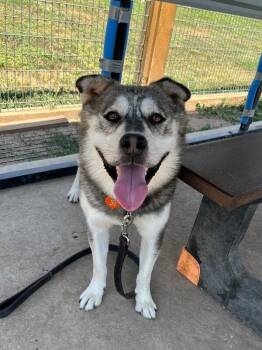Hall -  Husky and Mixed Breed Dog for Adoption in Fort Collins, Colorado - Hall | PetCurious