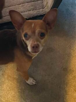Winston -  Chihuahua and Mixed Breed Dog for Adoption in Newman, California - Winston | PetCurious